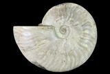 Silver Iridescent Ammonite (Cleoniceras) Fossil - Madagascar #157157-1